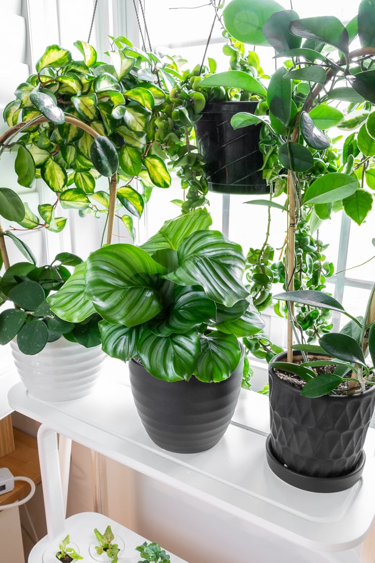 gorgeous calathea orbifolia in a window with other plants