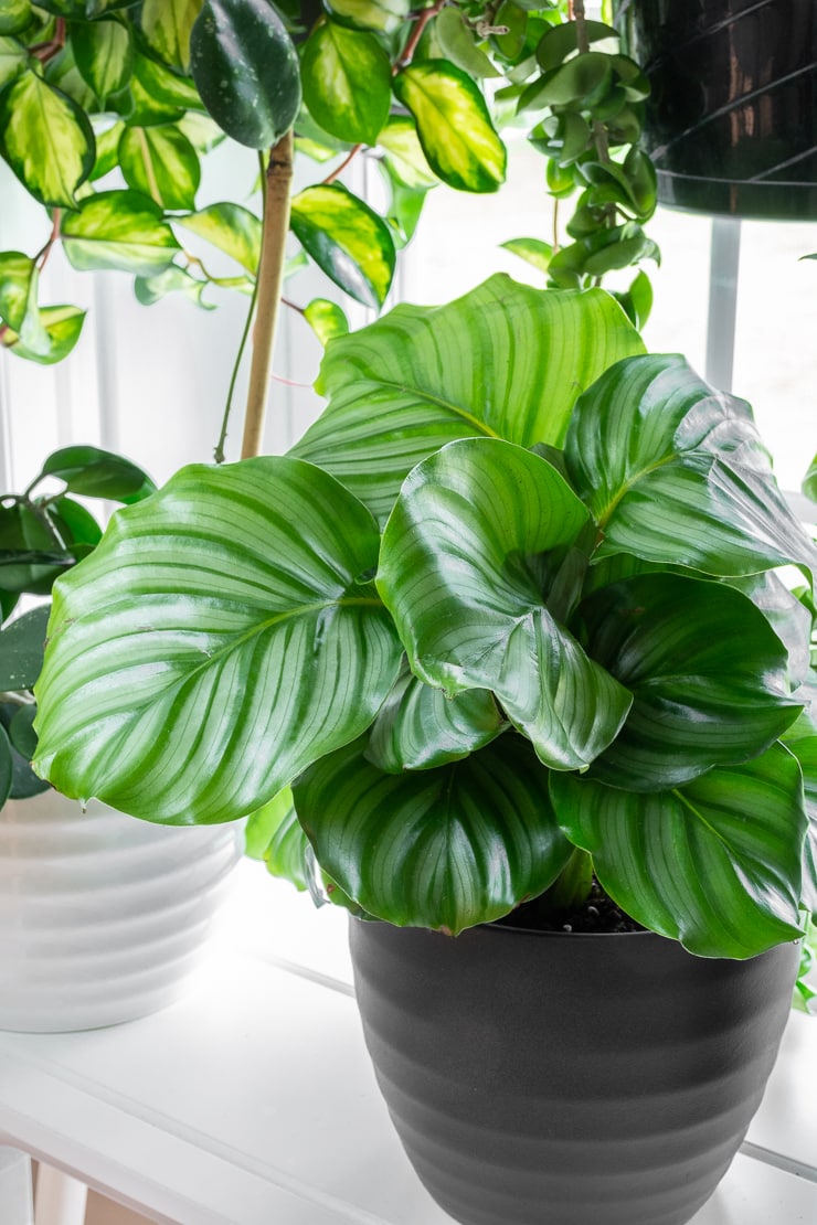 gorgeous calathea orbifolia in a window with other plants