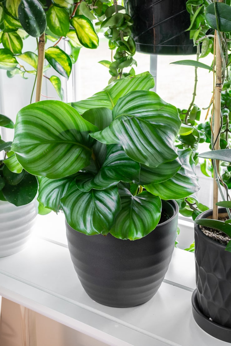 gorgeous calathea orbifolia in a window with other plants