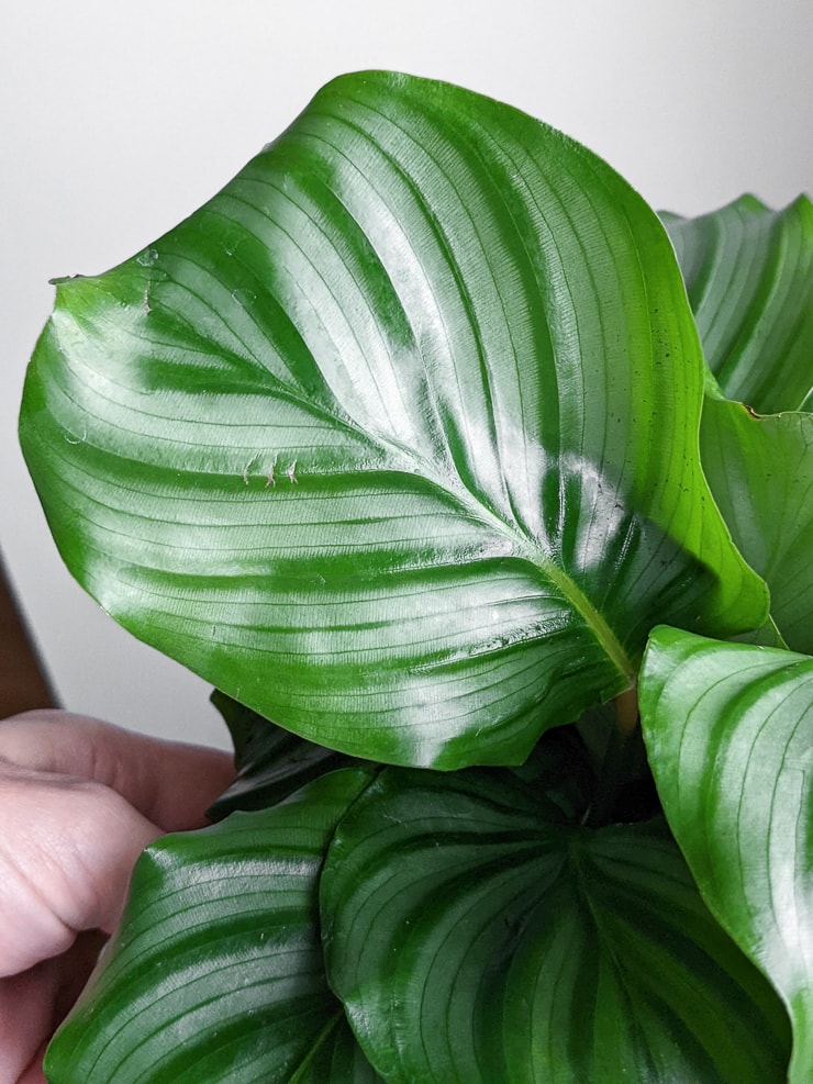 gorgeous calathea orbifolia leaf