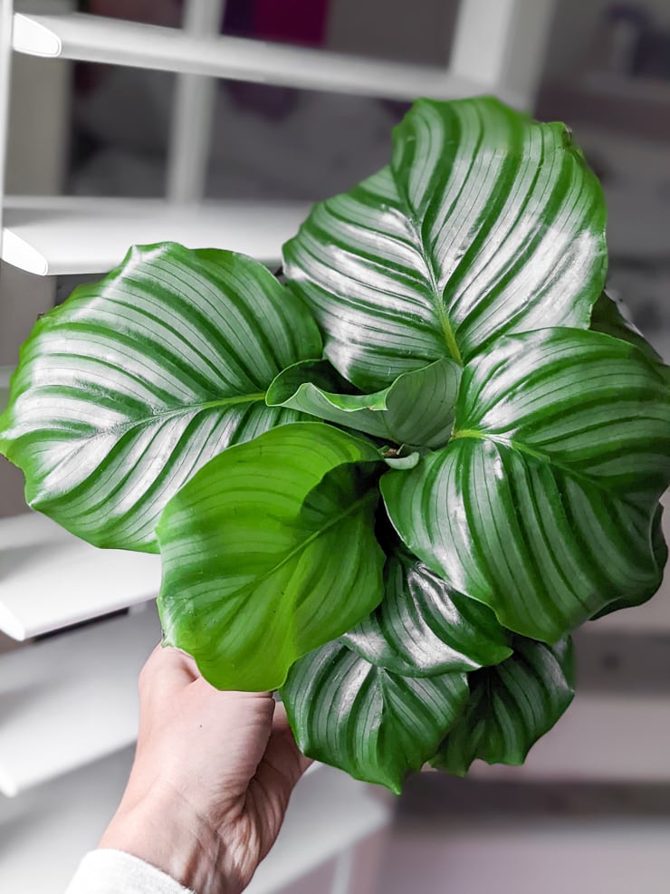 hand holding a calathea orbifolia plant