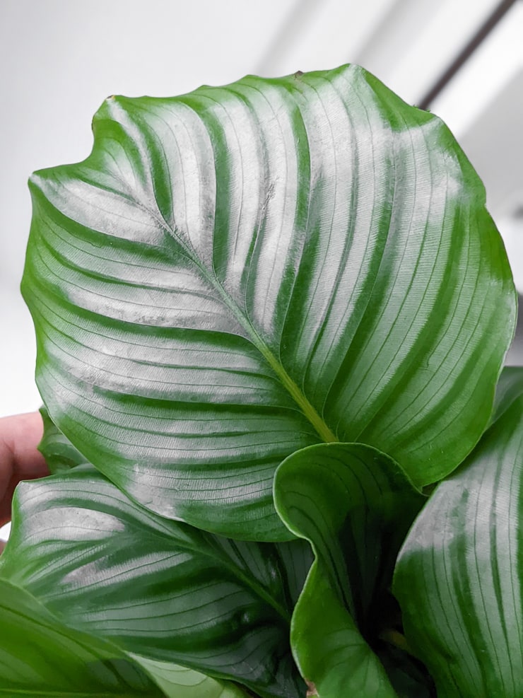 calathea orbifolia leaf