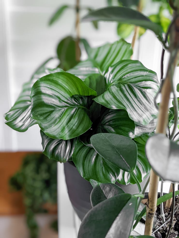 calathea orbifolia in a window with other plants