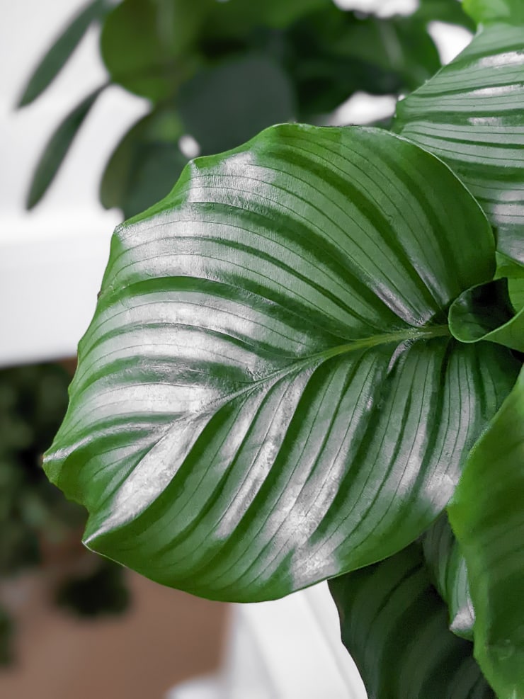 gorgeous calathea orbifolia foliage