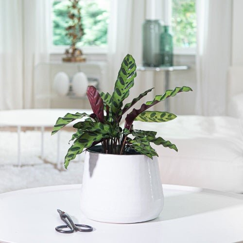 Cold Tolerant Indoor Plants 19