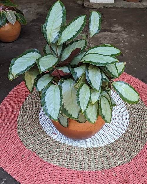 Tricolor Houseplants 7