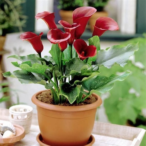 calla lily