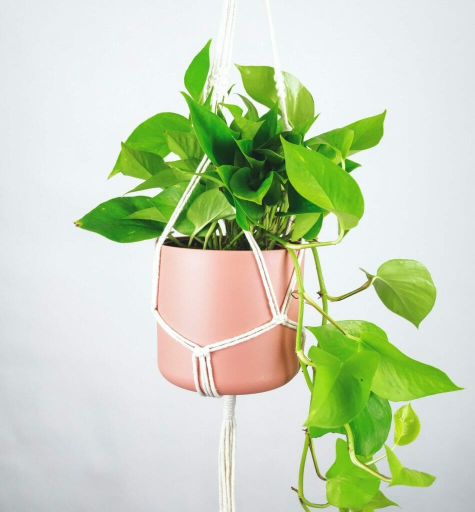 Caring for Pothos Plants