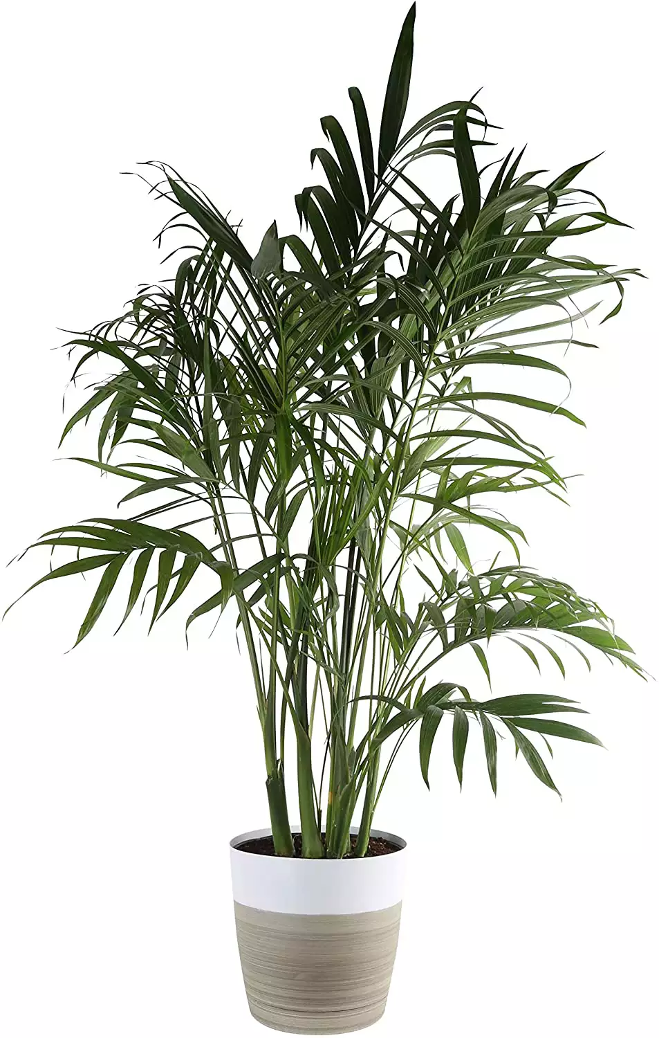 Cascade Palm