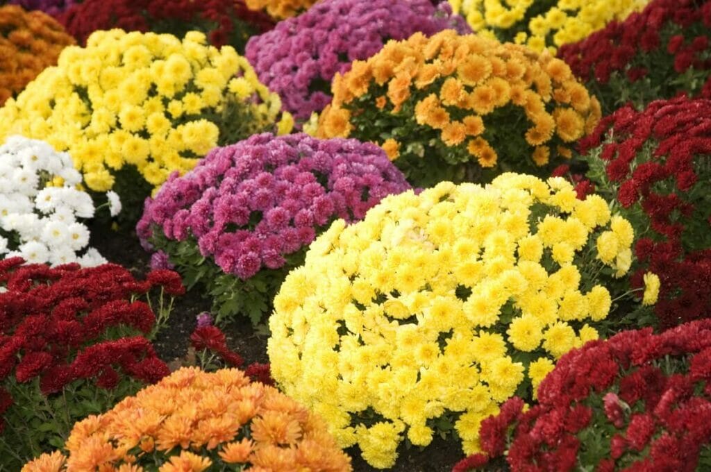 Chrysanthemums