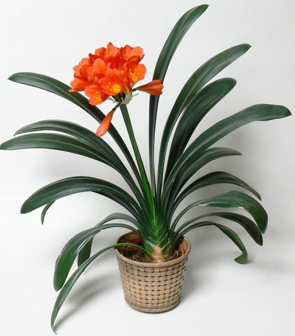 Miniature coffee lily Clivia