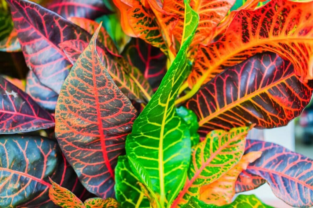 Common Reasons Your Croton Plant’s Leaves are Dropping