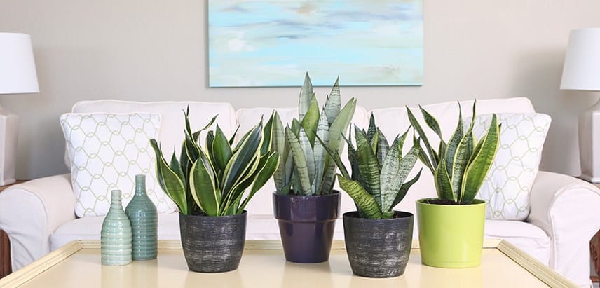 a grouping of sansevierias snake plants on a coffee table