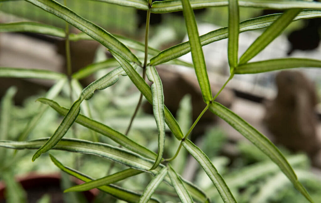 Cretan Brake Fern (Pteris cretica)