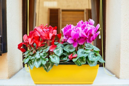 27 Best Flowering Houseplants | Indoor Plants that Bloom 10