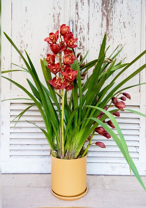 Best Cymbidium Orchid Varieties