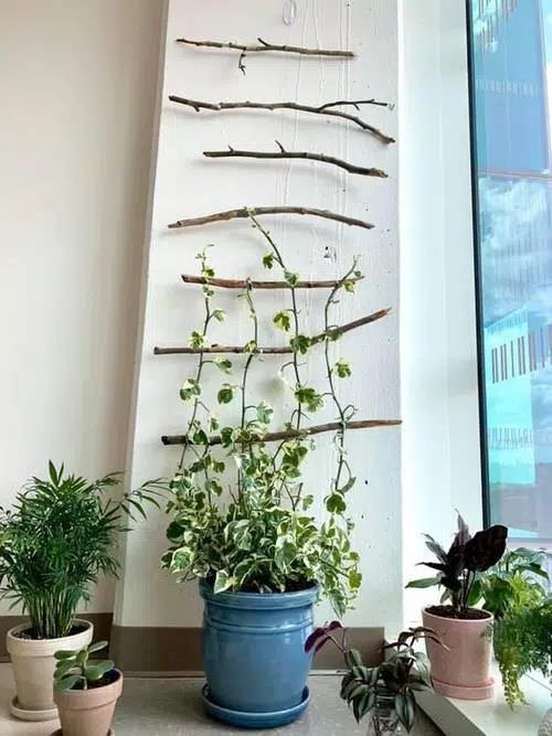 DIY Ladder & Trellis Ideas for Houseplants 2