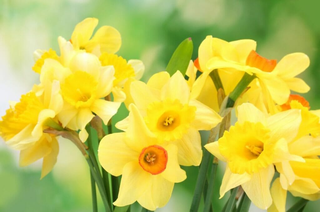 Daffodils