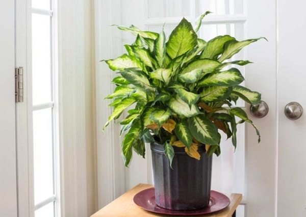 Dieffenbachia 1