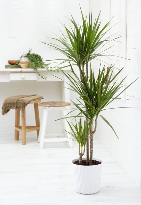 dracaena margined