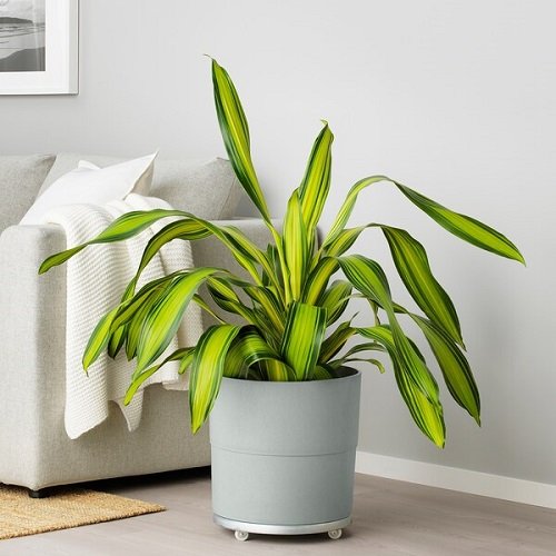 Seasonal Houseplants 17