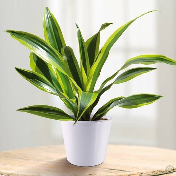 fragrant dracena