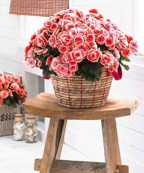 The best varieties of pink begonias 58