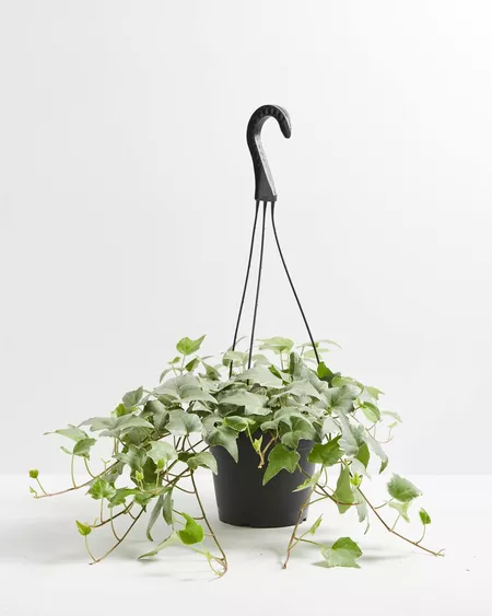 English ivy glacier in a black hanging planter