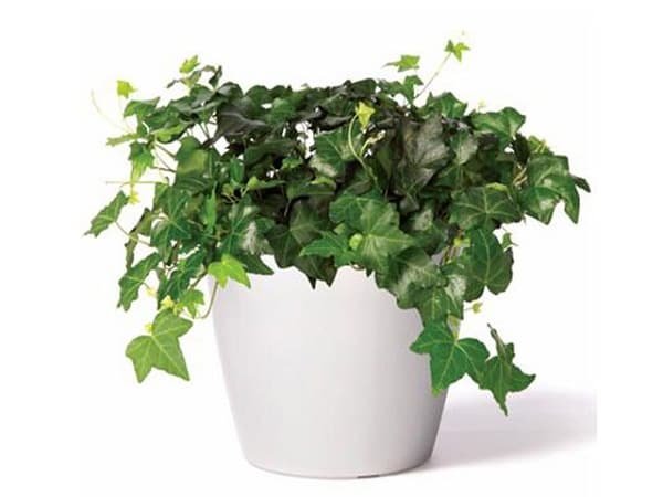 english ivy