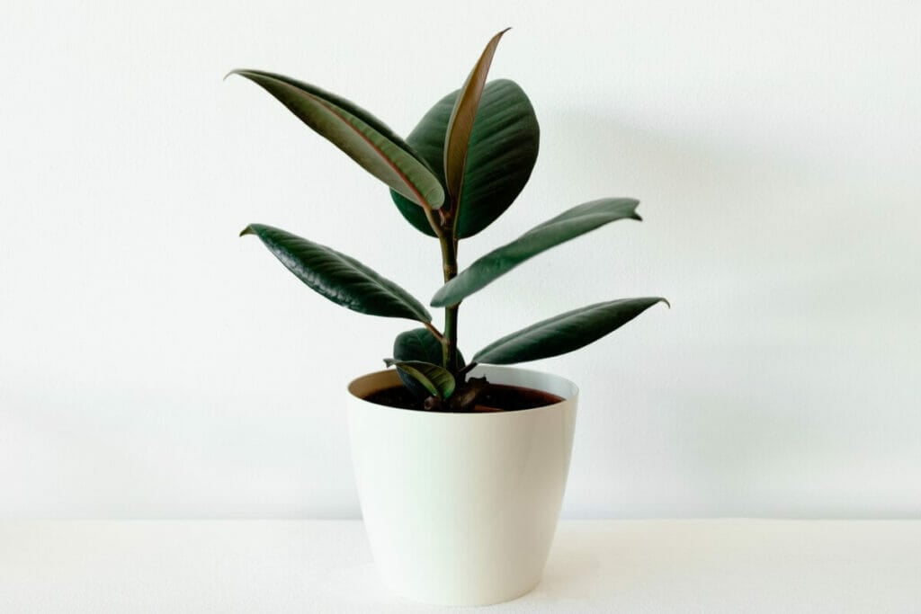 Essential Rubber Plant Care