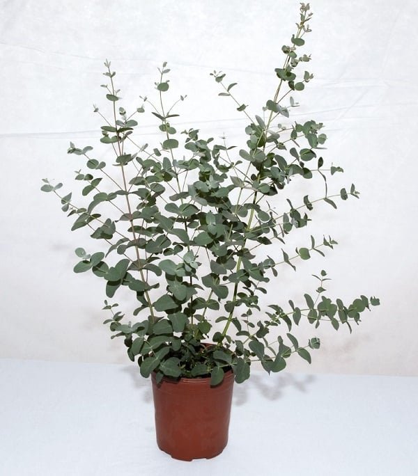 Eucalyptus gunnii