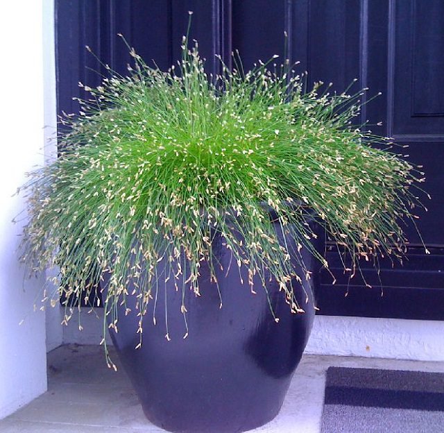 fiber-optic-grass-indoor