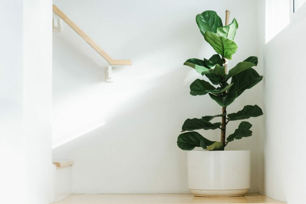 Fiddle Leaf Figs