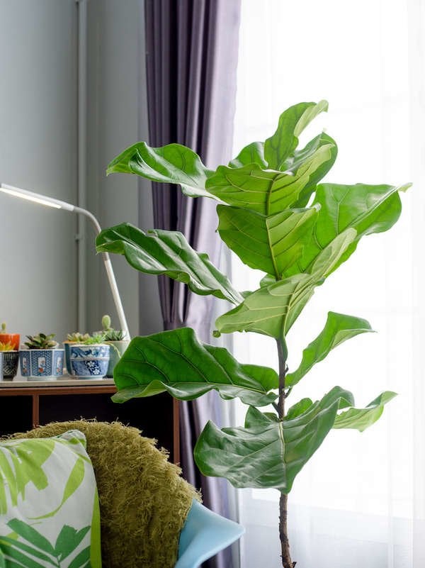 Fiddle Leaf Fig Large Houseplant