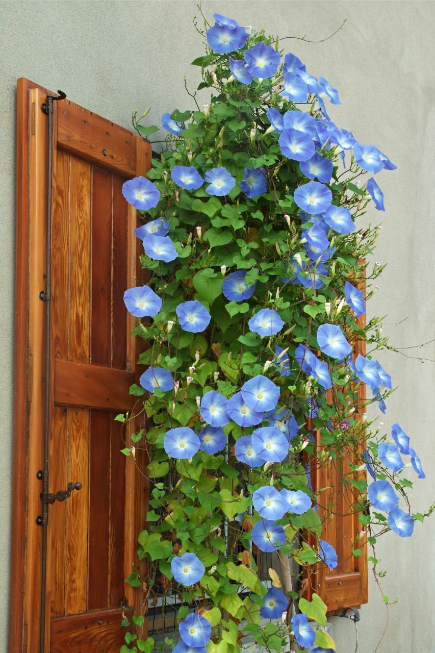 Heavenly Blue Morning Glory – Hometown Seeds