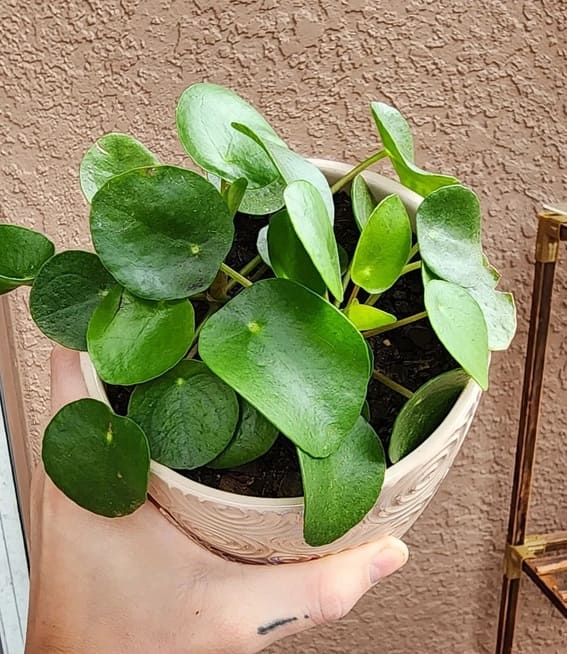 Friendship Plant (Pilea involucrata)