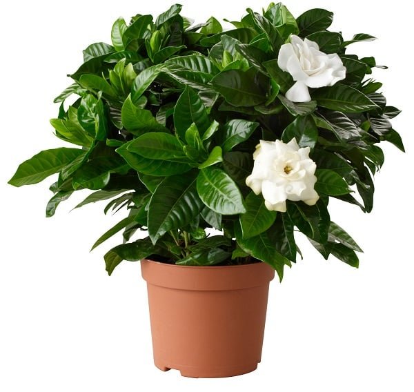 Gardenia jasminoides