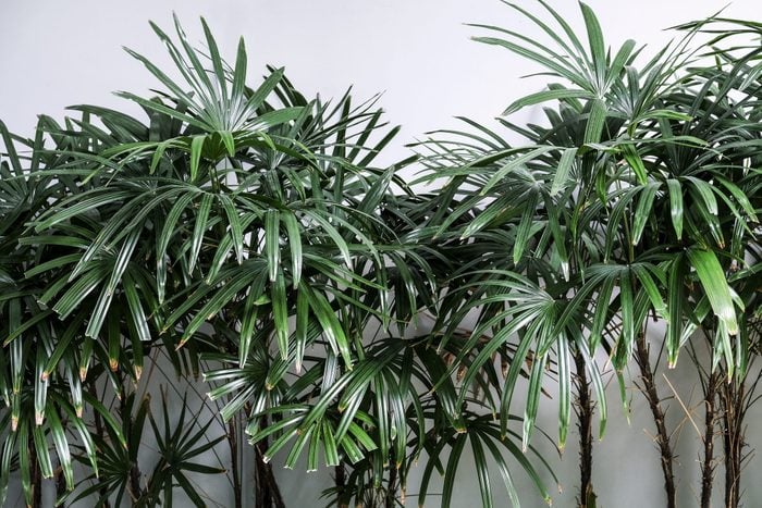 Tropical leaves background of Rhapis excelsa or Lady palm tree in the garden