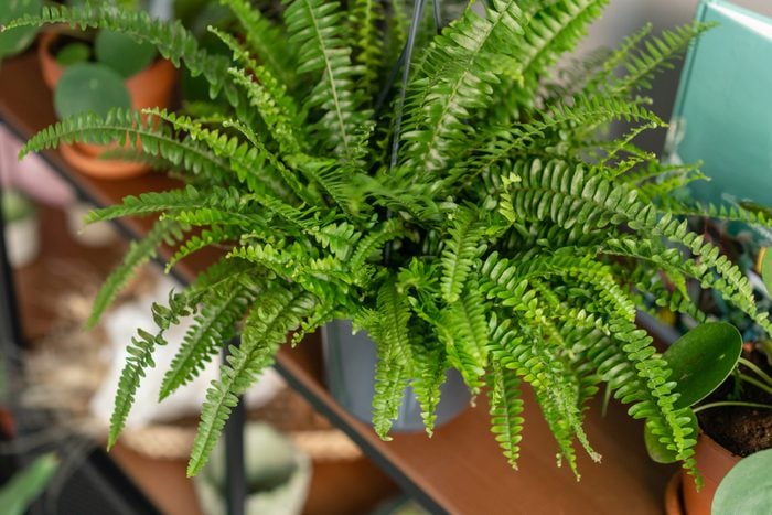 Kimberly queen fern inside on a shelf