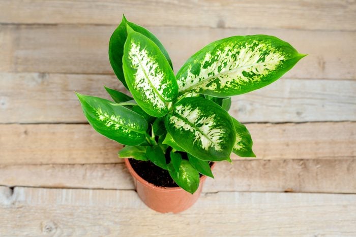 Dieffenbachia or dumbcane wood background in flower pot.