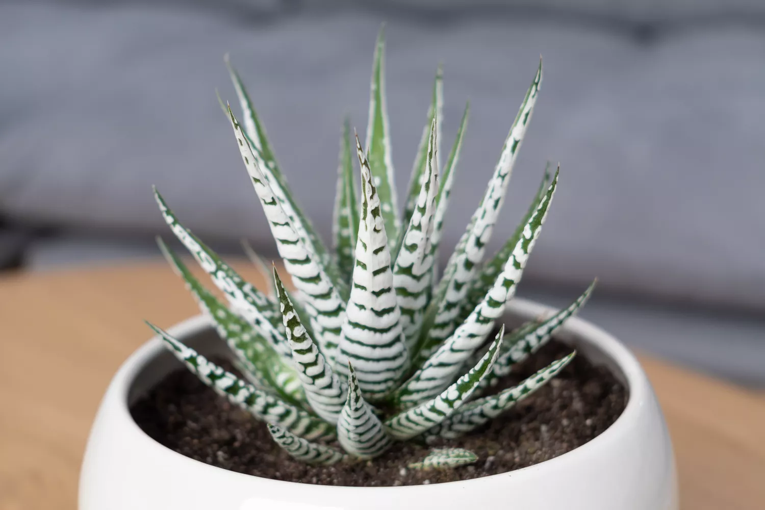 zebra haworthia