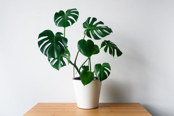 Close-Up Of Potted Plant On Table Against Wall