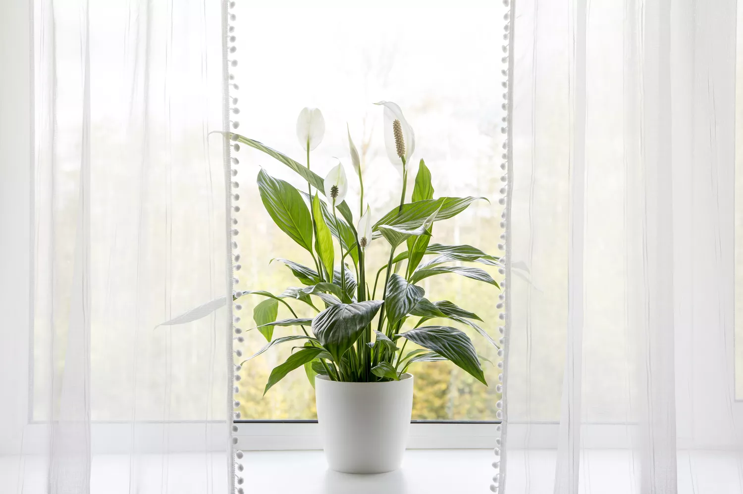 peace lily