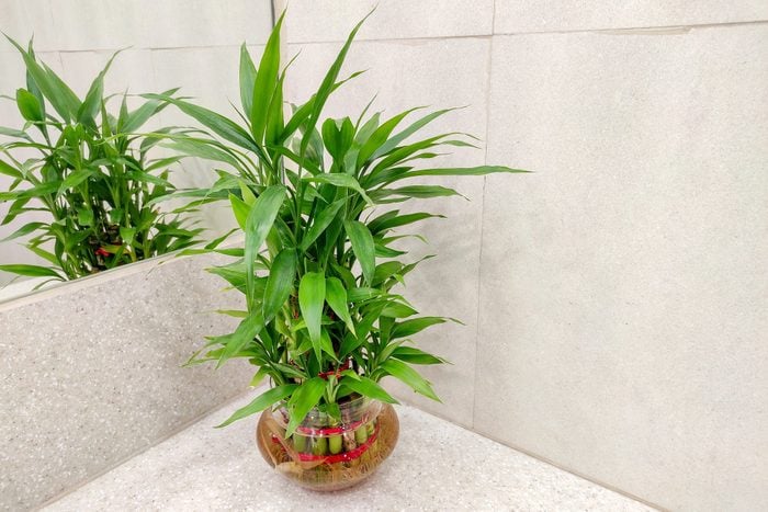 Lucky bamboo tree for home decoration placed in front of mirror known as Dracaena sanderiana plant.