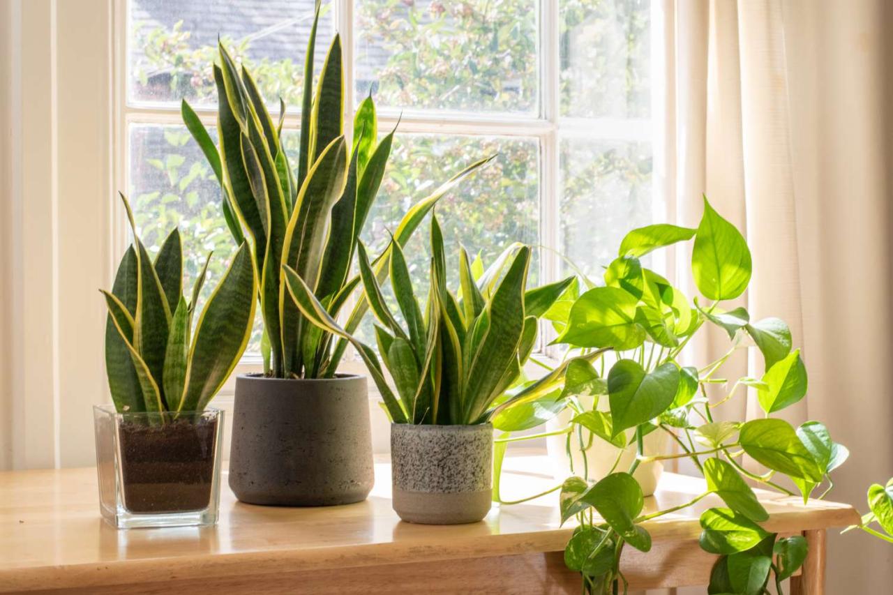 How To Grow And Care For Snake Plant