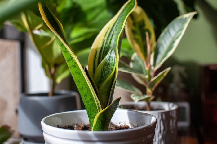 A young growing snake plant (Dracaena trifasciata, Mother-in-Law's Tongue) sits in a small white pot