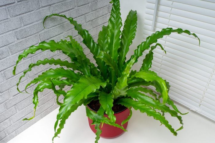 Asplenium antiquum is a fern of the group known as bird's-nest ferns