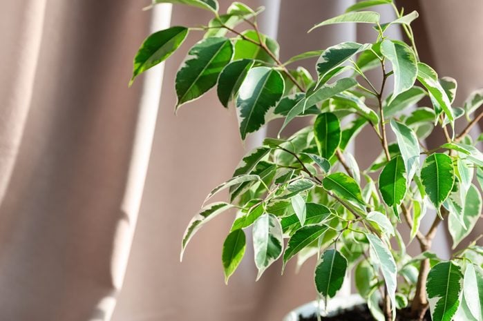 Indoor plant ficus benjamin on a beige textile background