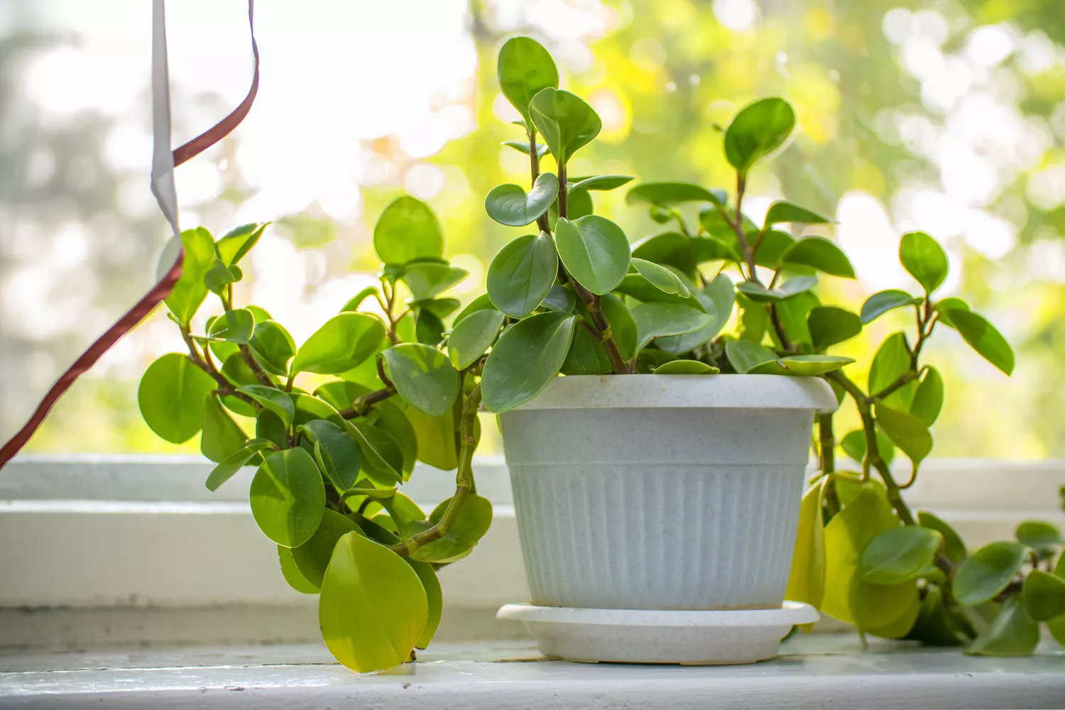 Peperomia plant in windowsill