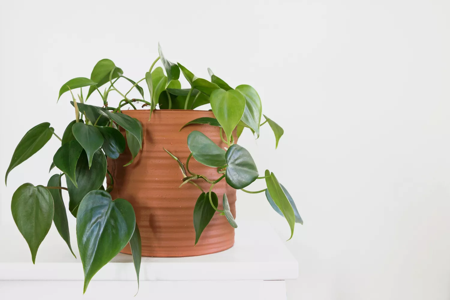 philodendron plant